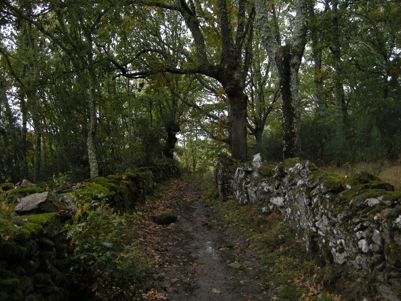 Manzaneda_2012 239